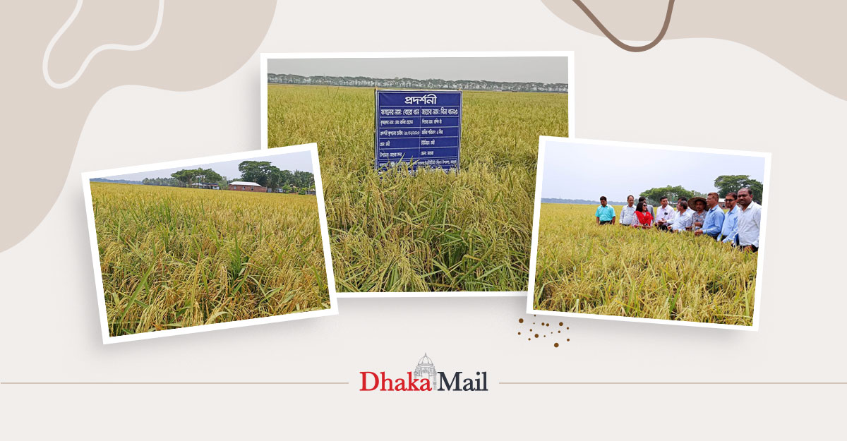 বিনা ধানের নতুন জাত, কৃষকের হাতে ‘ঈদের চাঁদ’