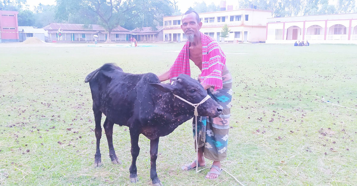 শেরপুরে লাম্পি স্কিন রোগে মরছে গরু, পাশে নেই প্রাণিসম্পদ বিভাগ