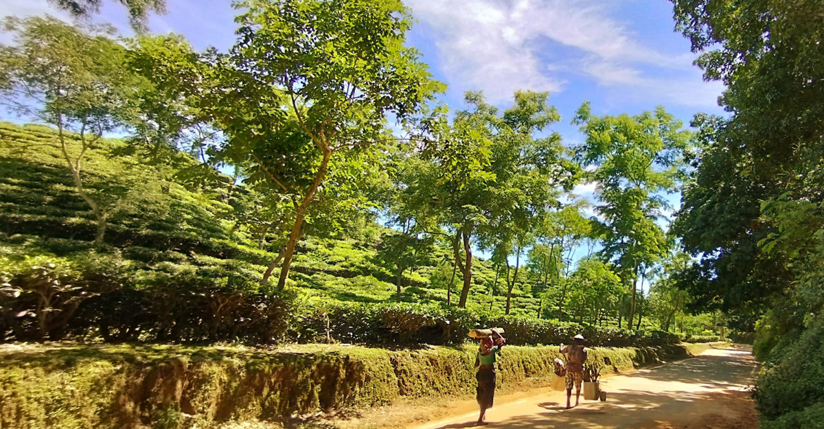 প্রচণ্ড খরায় চা গাছে আসছে না নতুন কুঁড়ি