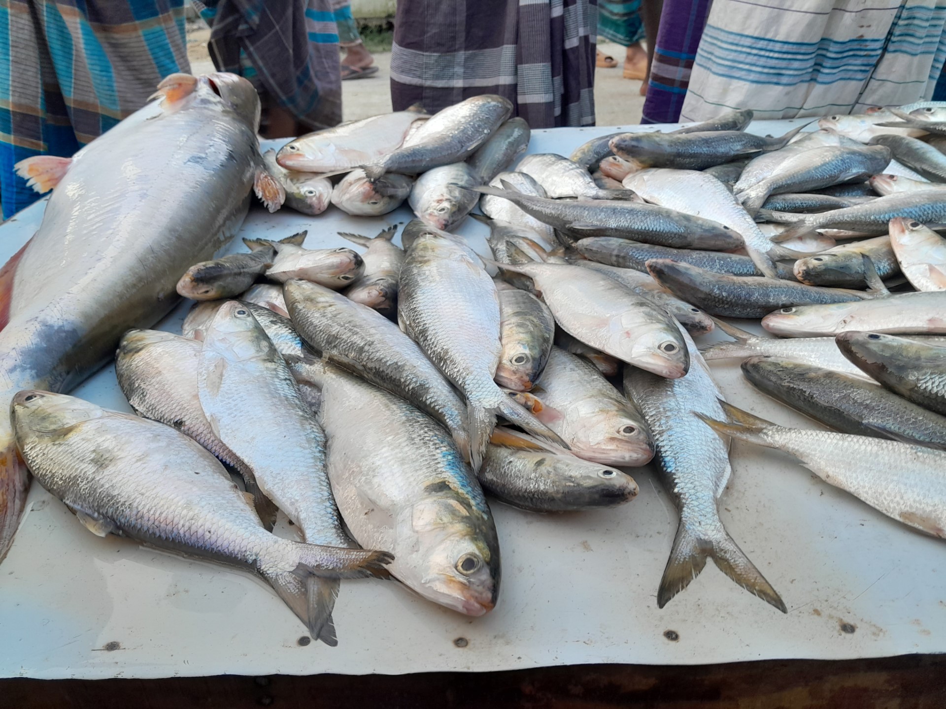 Fish Fish