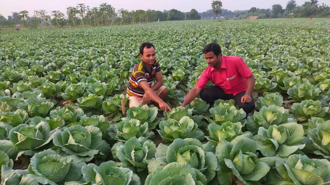 শীতের আগাম সবজিতে চাষির মুখে হাসির ঝলক