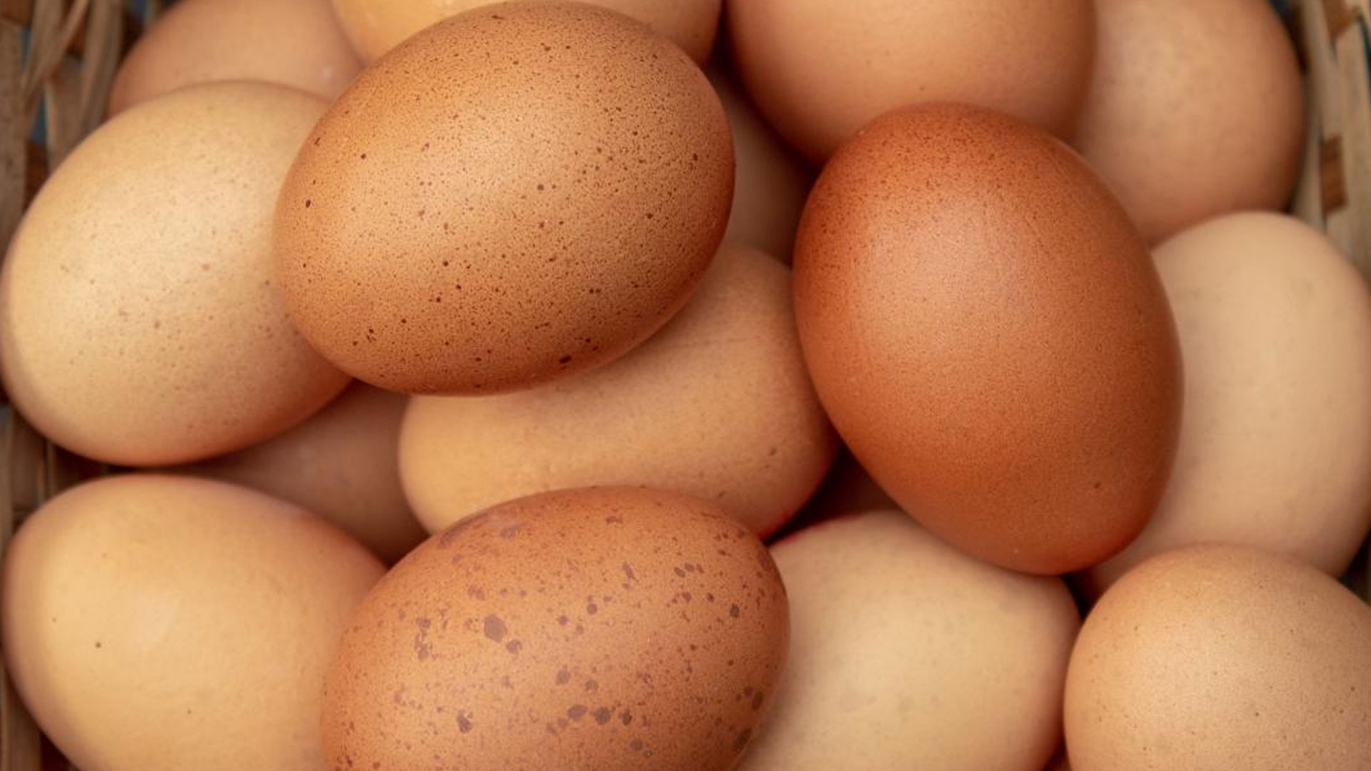 egg2