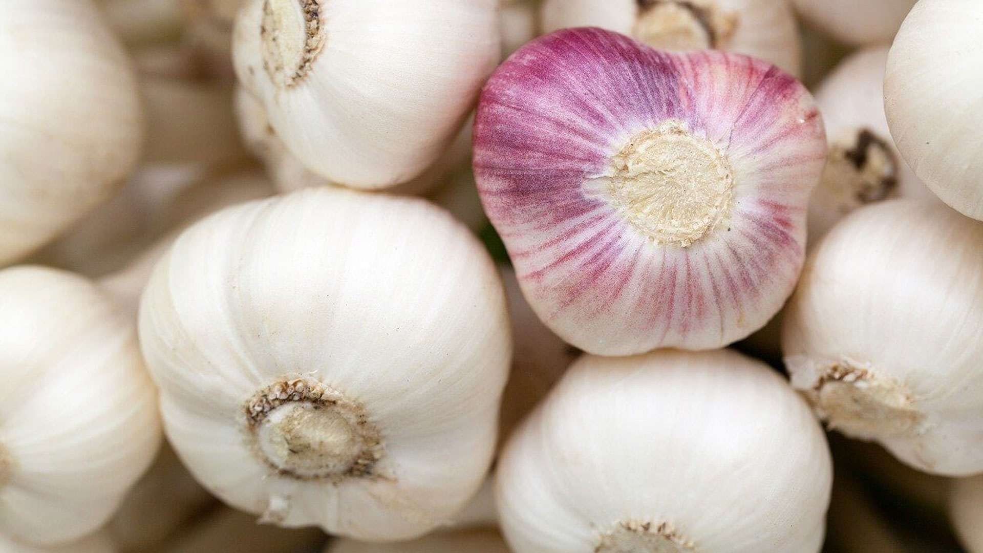 garlic2 garlic2