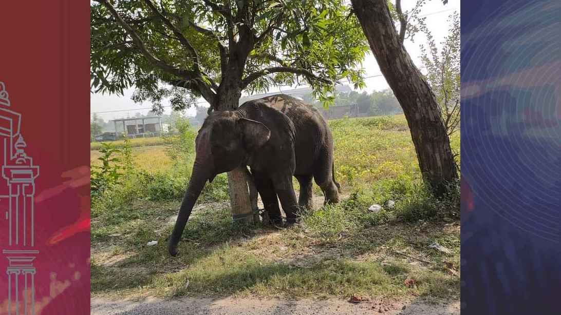 হাতির আক্রমণে শিশুসহ দু’জনের মৃত্যু