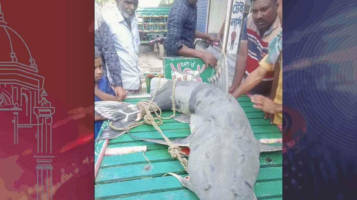 জেলের জালে ৬৩ কেজি ওজনের বাঘাইড়