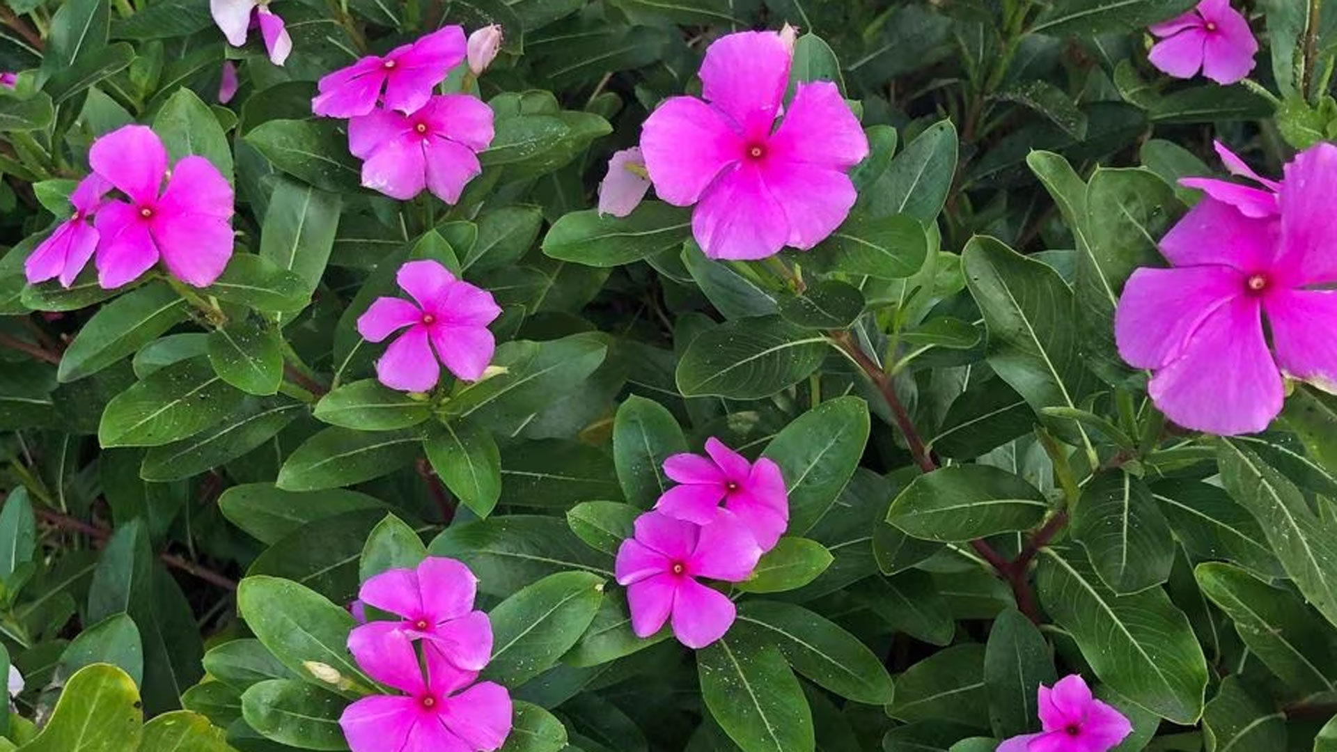 nayantara1 nayantara1