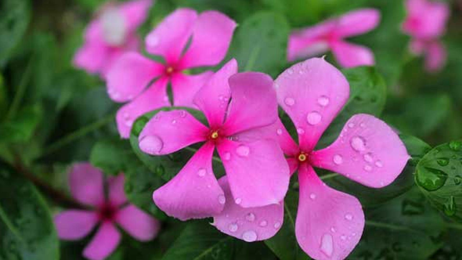 nayantara2 nayantara2