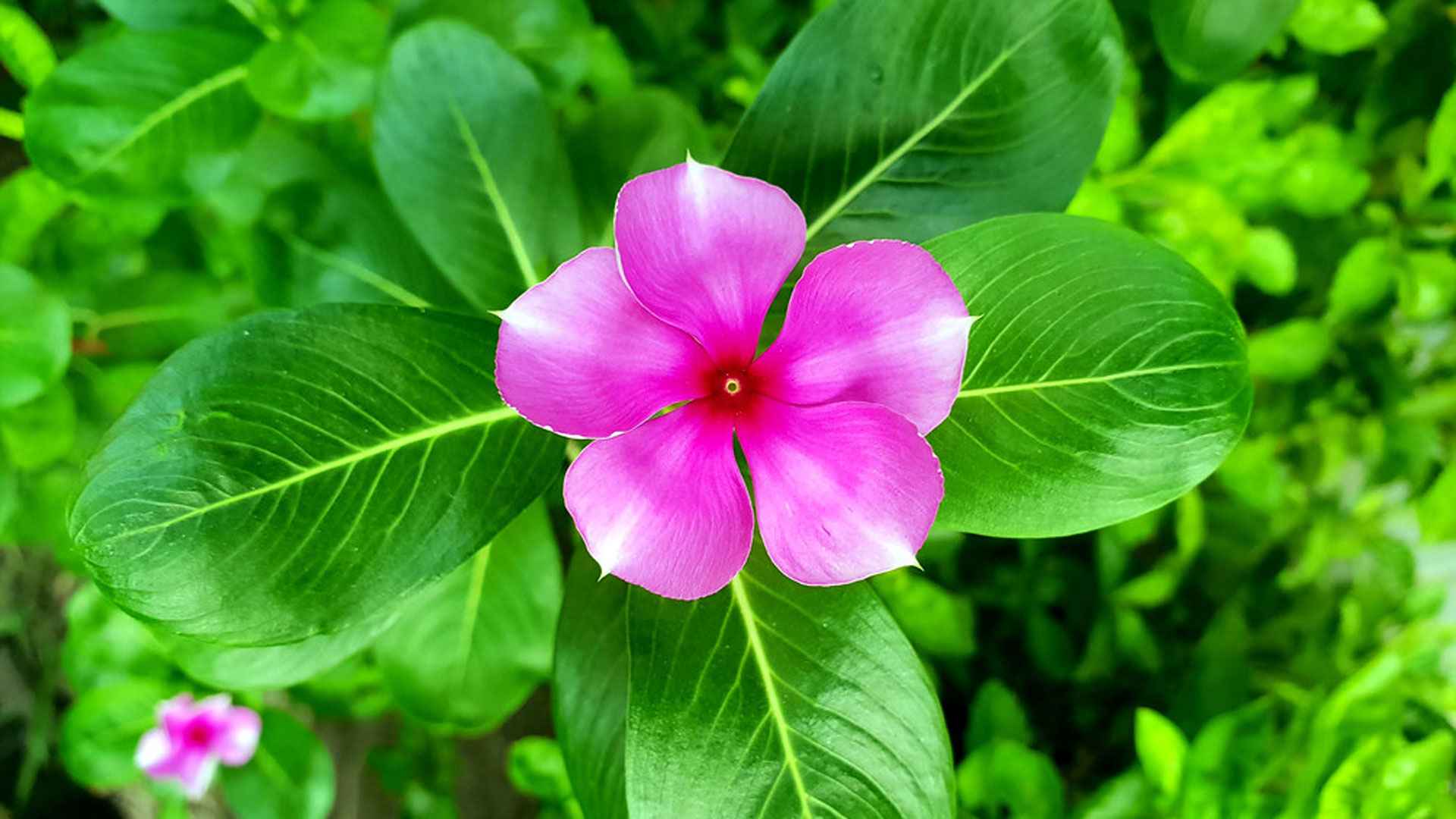 নয়নতারা