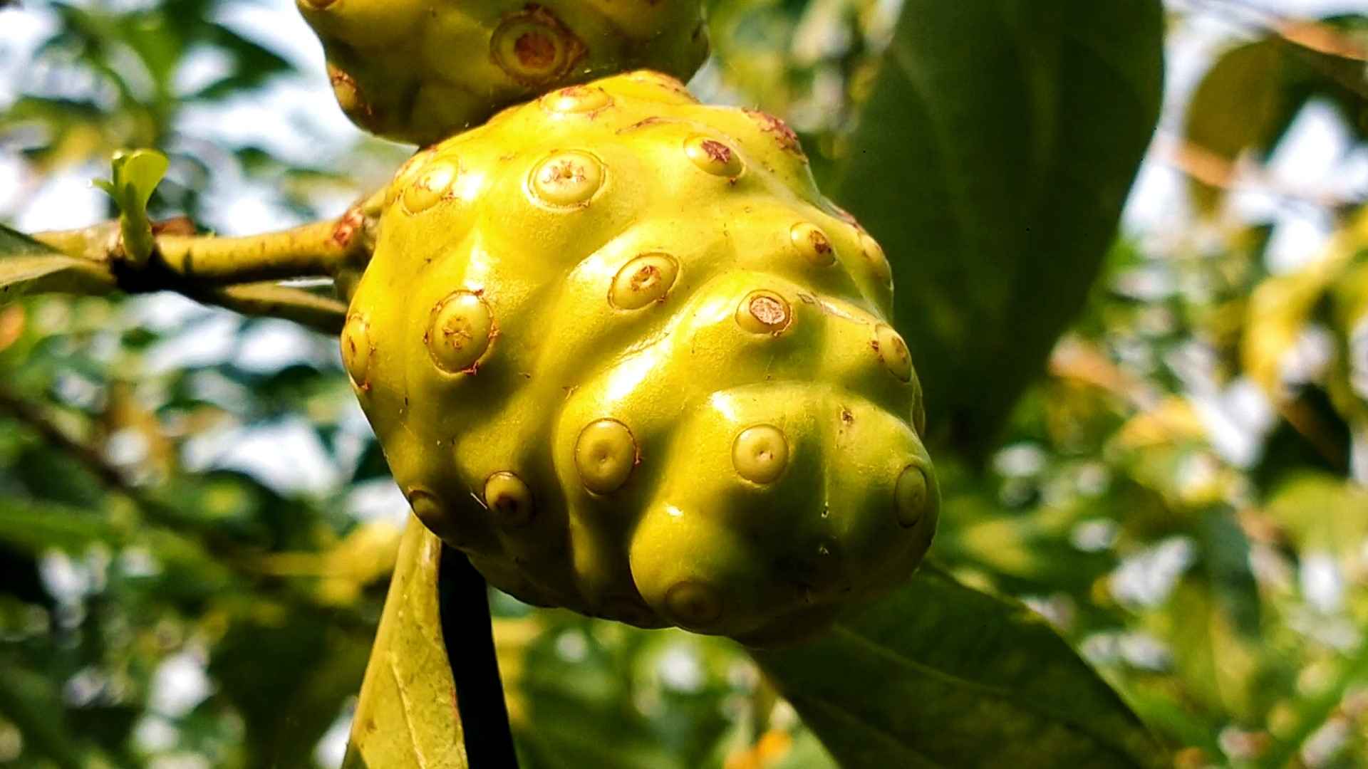 ননী ফল চাষে রবিউলের বাজিমাত