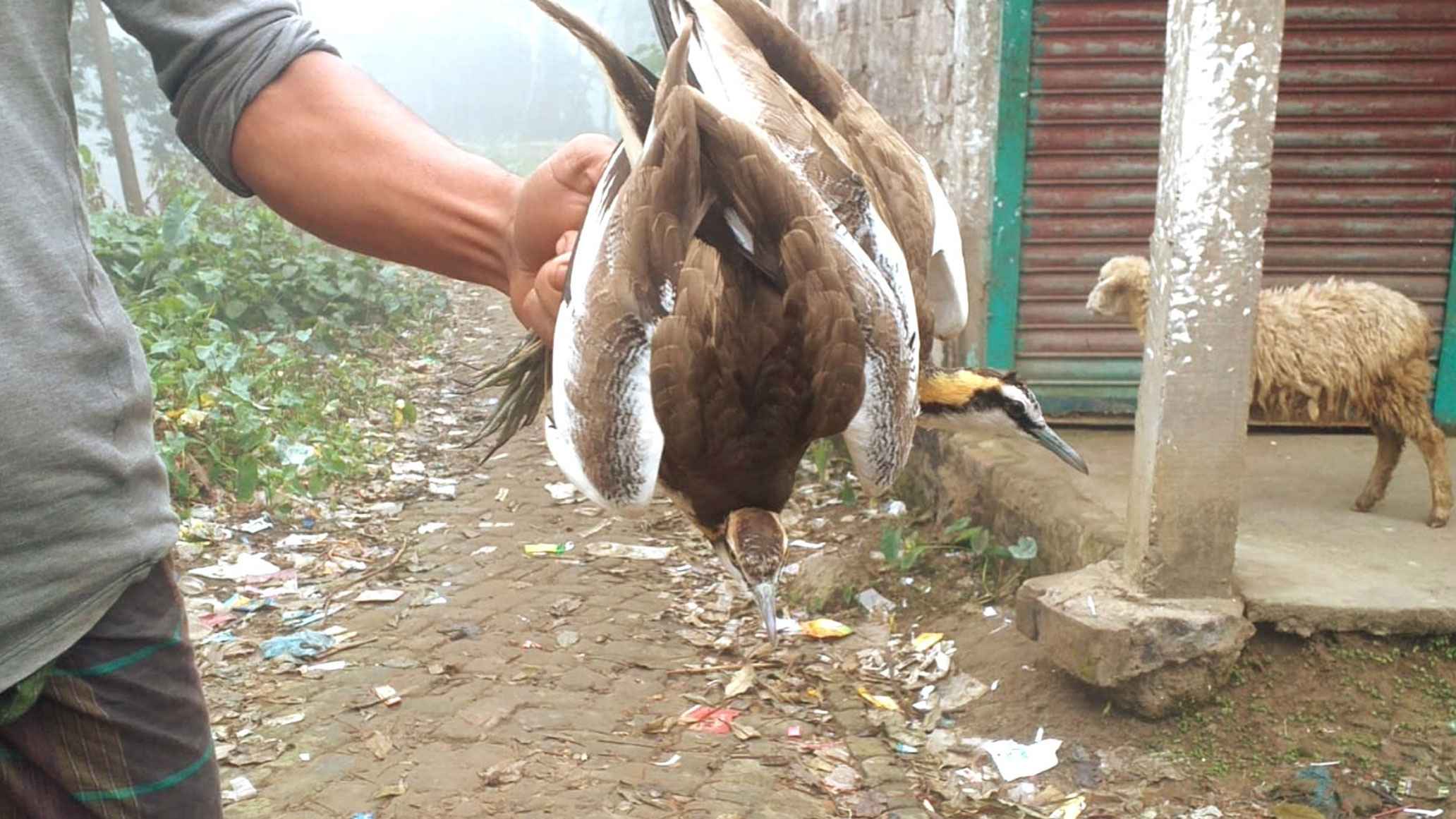 নিরীহ পাখিদের বেচাকেনা চলে পথে প্রান্তরে