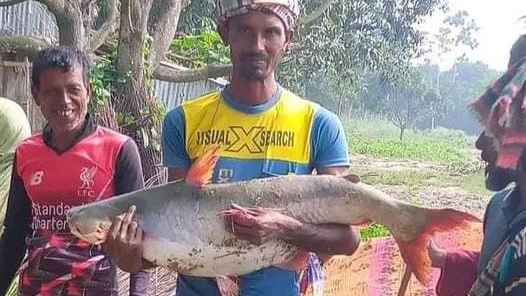 পদ্মায় জেলের জালে ১৩ কেজির পাঙাশ