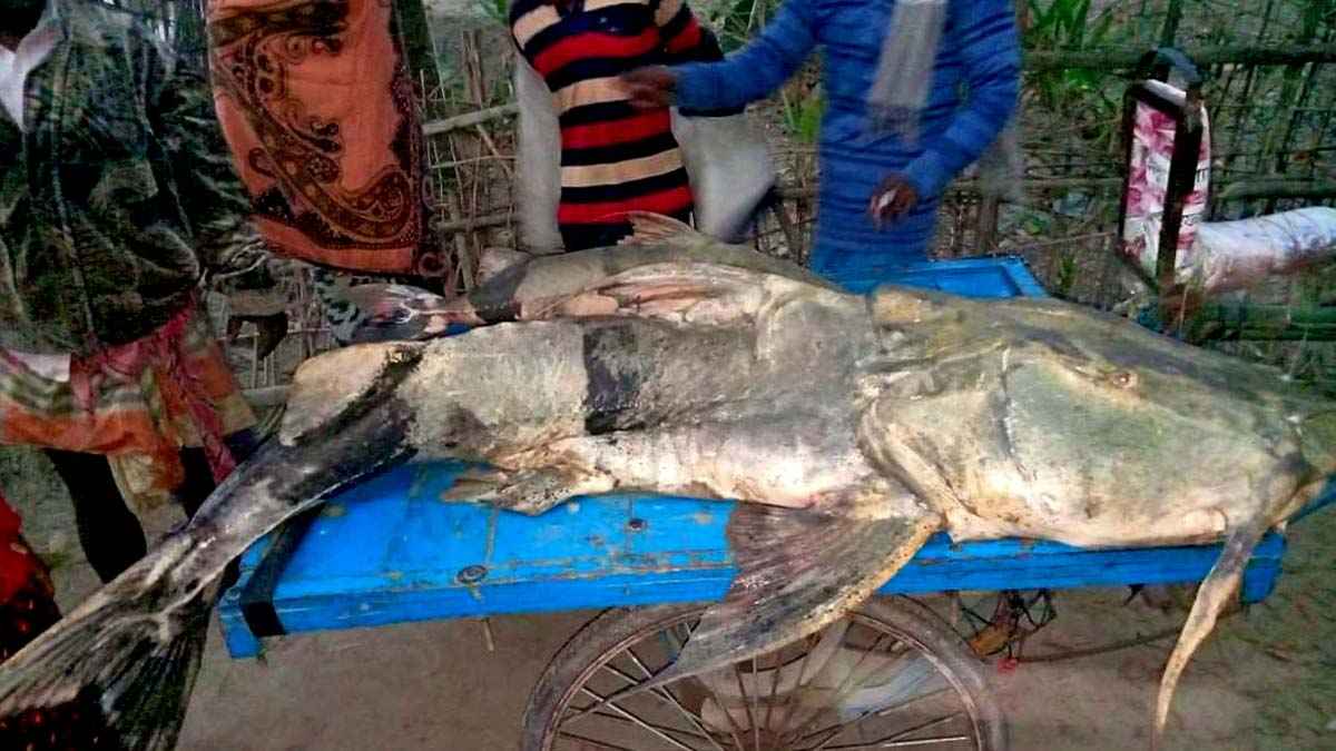 পদ্মায় জেলের জালে ধরা পড়ল ৭৬ কেজির বাঘাইড়