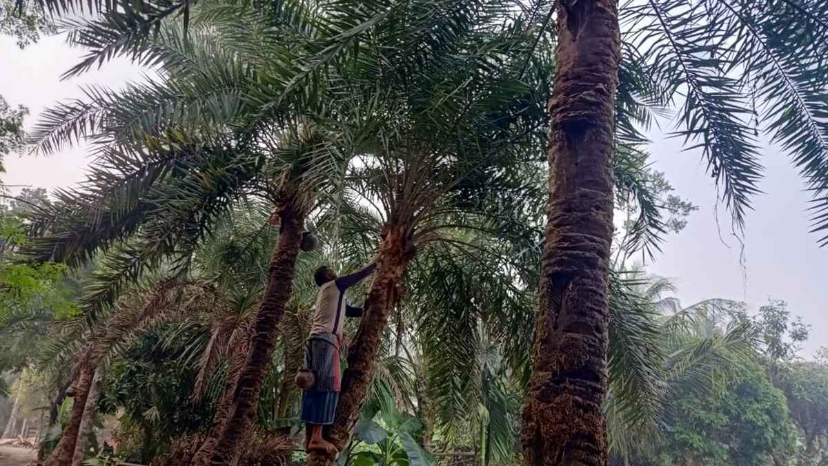 খেজুর রস সংগ্রহে গাছিদের ব্যস্ততা, চাঙা অর্থনীতি