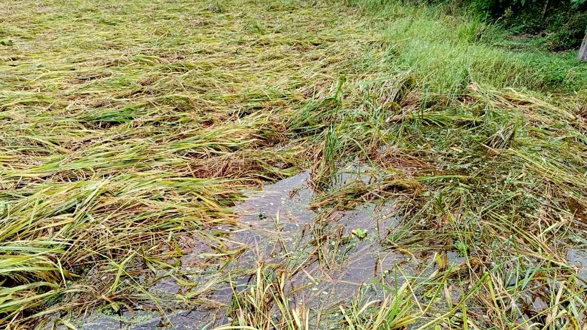 মিরসরাইয়ে ১৫শ হেক্টর আমন ধান ক্ষতিগ্রস্ত
