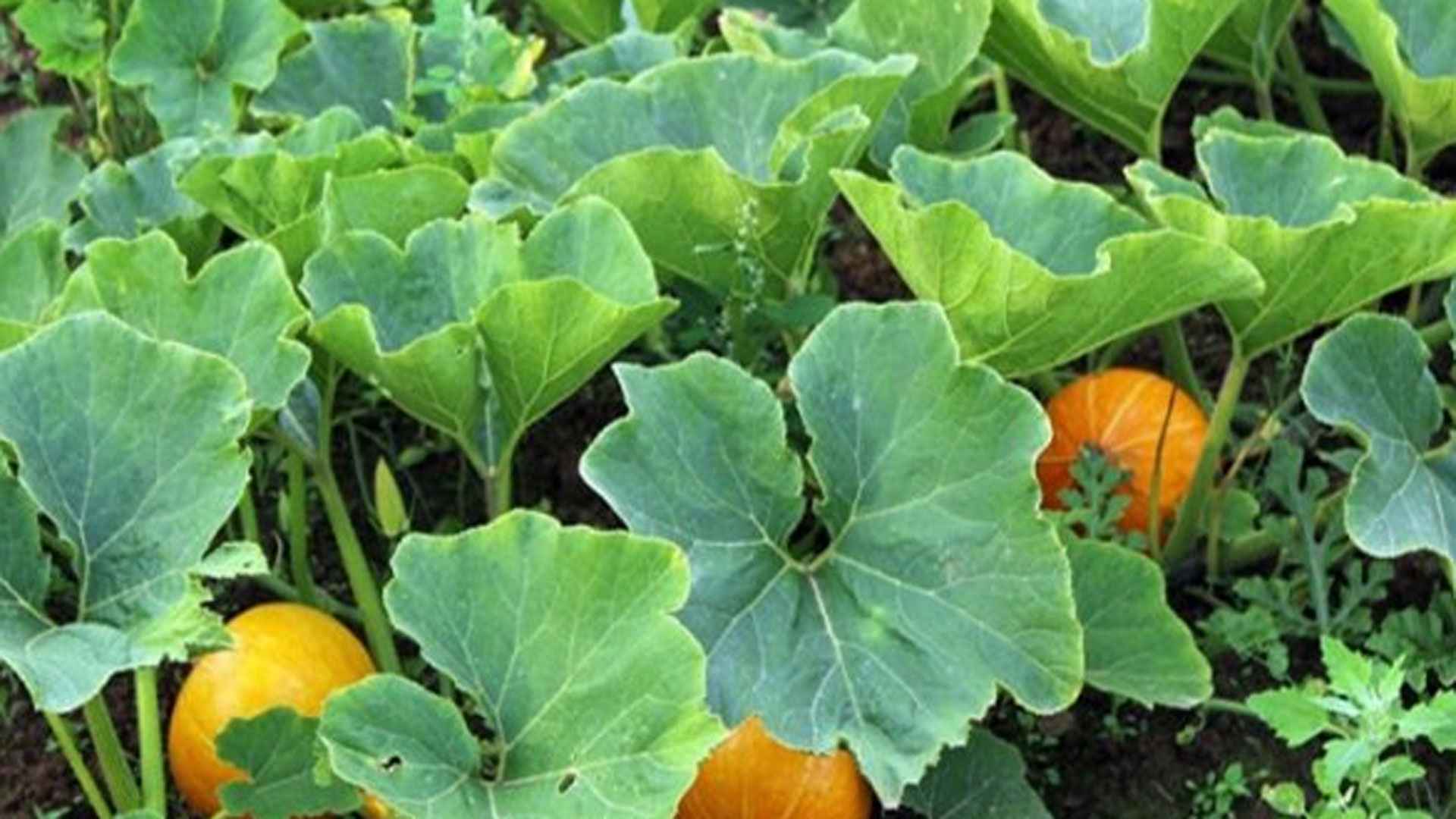 কুমড়া শাকের উপকারিতা