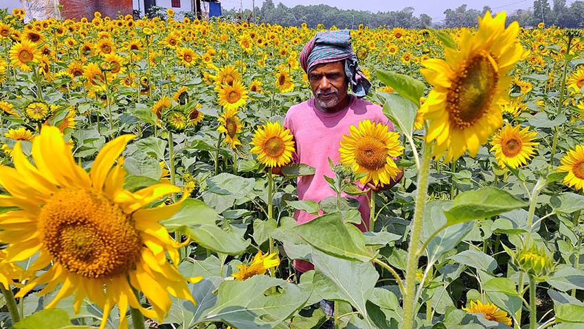 sun_flower sun_flower