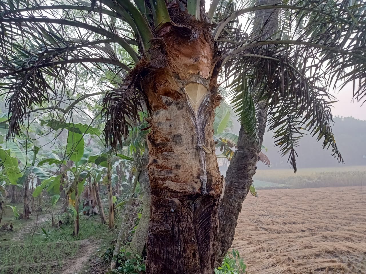 গাছ২ গাছ২