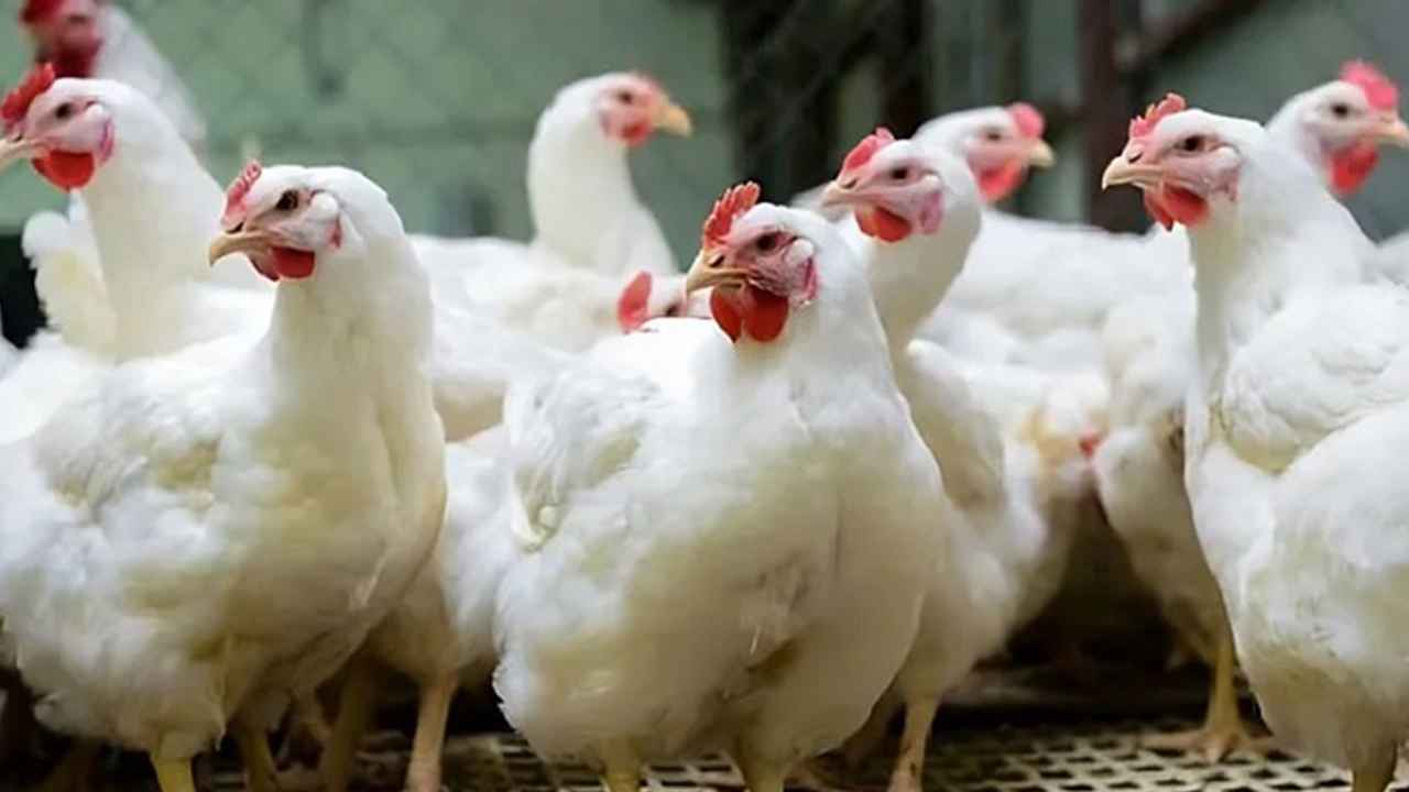 কাজী ফার্মস ও সাগুনা ফুডকে সাড়ে ৮ কোটি টাকা জরিমানা