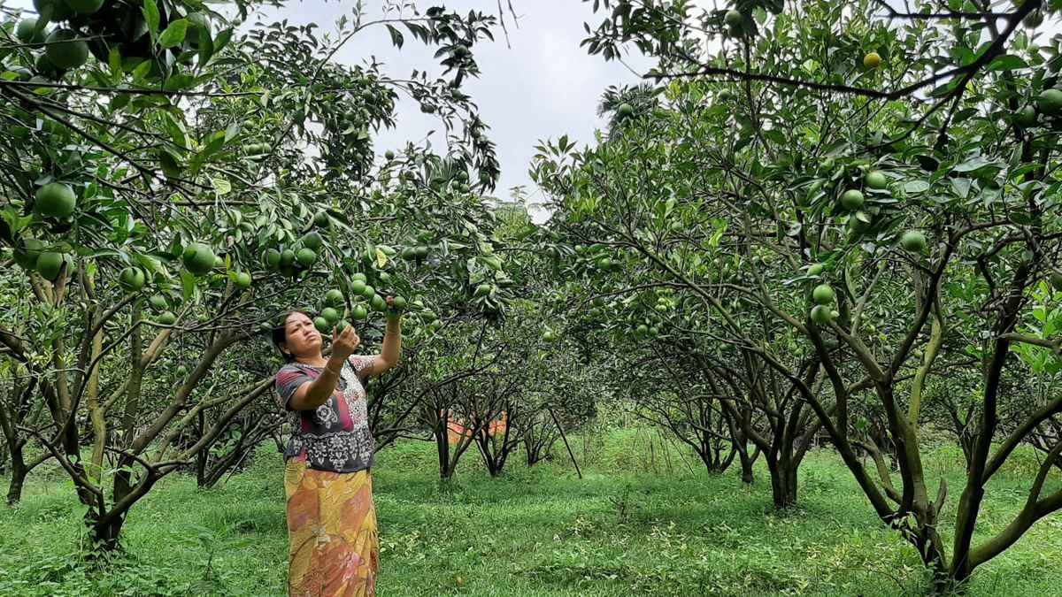 পাহাড়ে মাল্টা চাষে লাভের মুখ দেখছেন চাষিরা, বাড়ছে বাগান