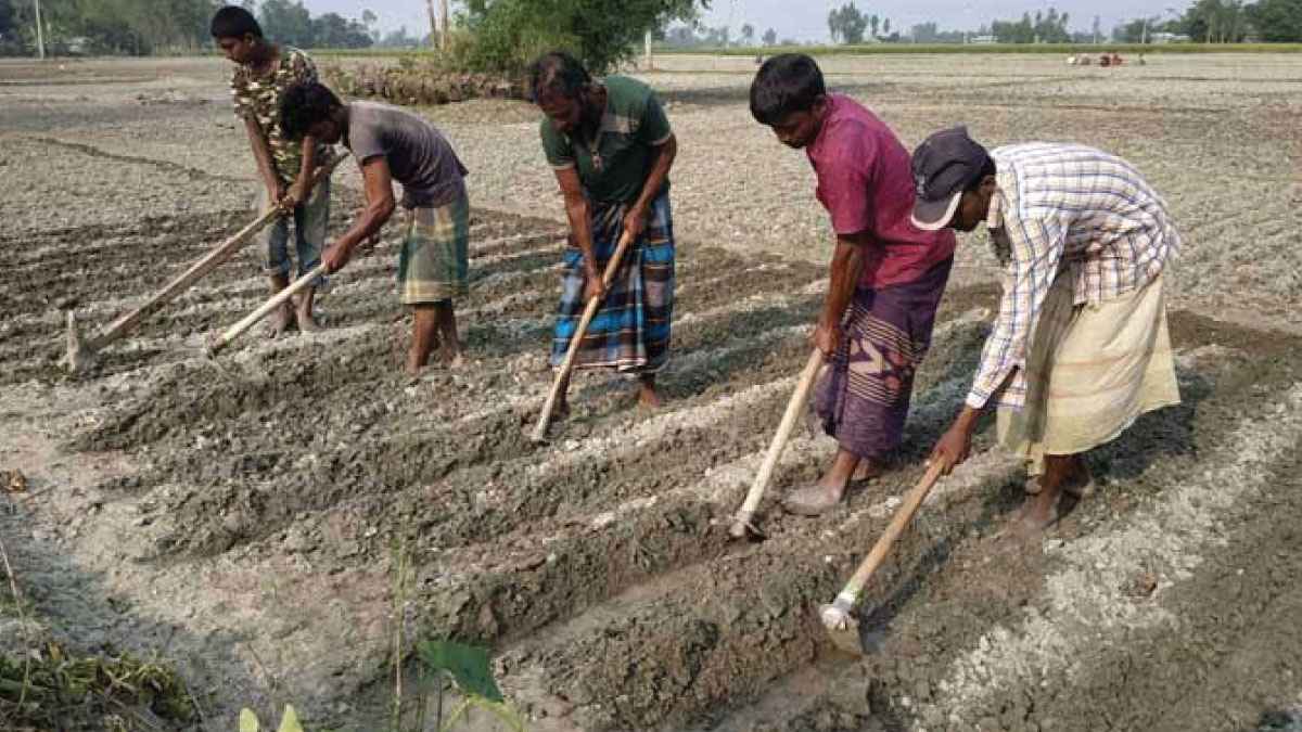 যশোরের চাষে কৃষকদের আগ্রহ বাড়লেও সঙ্কটে বীজ আলু