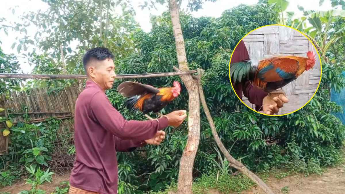 বন মোরগ পালনে পাহাড়ি দম্পতির ভাগ্যবদল