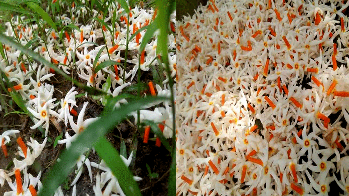 শিউলি ফুলের সুভাসে সুভাষিত বেরোবির ক্যাম্পাস