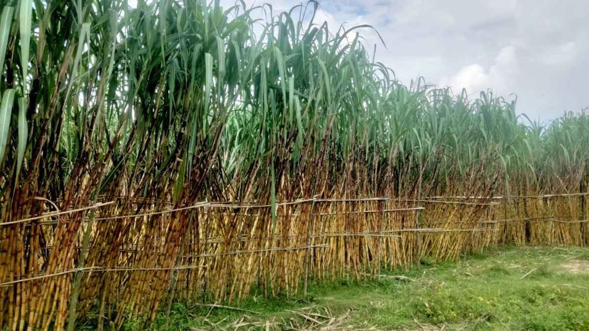 কক্সবাজারে আখ চাষে ঝুঁকছেন কৃষক