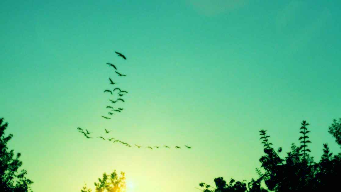 শহীদ জান্নাতে সবুজ পাখি হয়ে যা করবেন