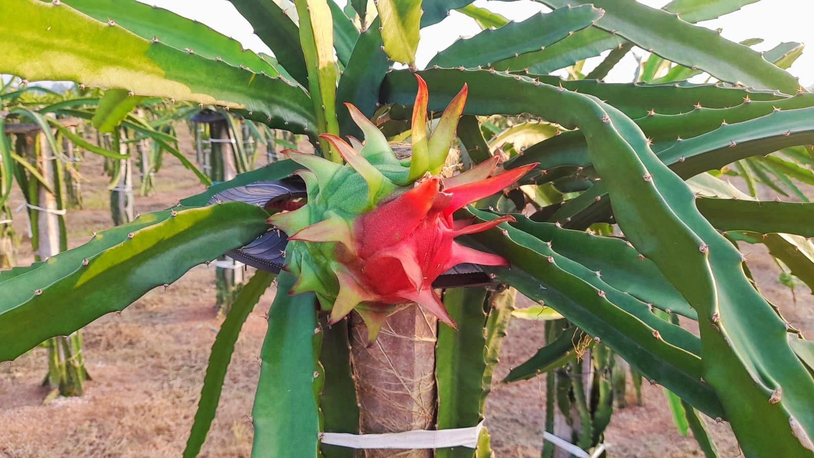 thumbnail_IMG_20231028_203130