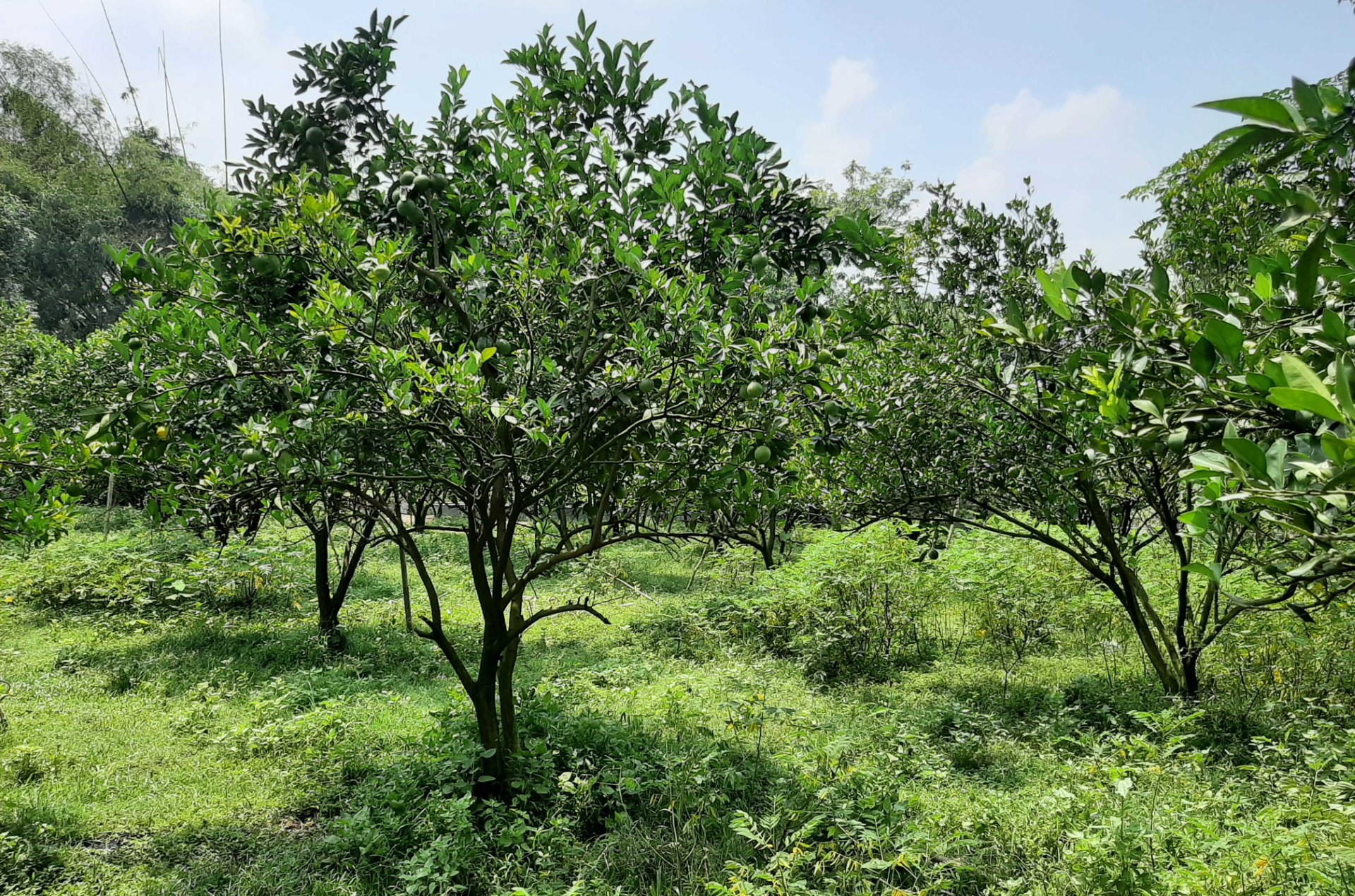 thumbnail_Khagrachari_Hill_Other_Photo_-_01