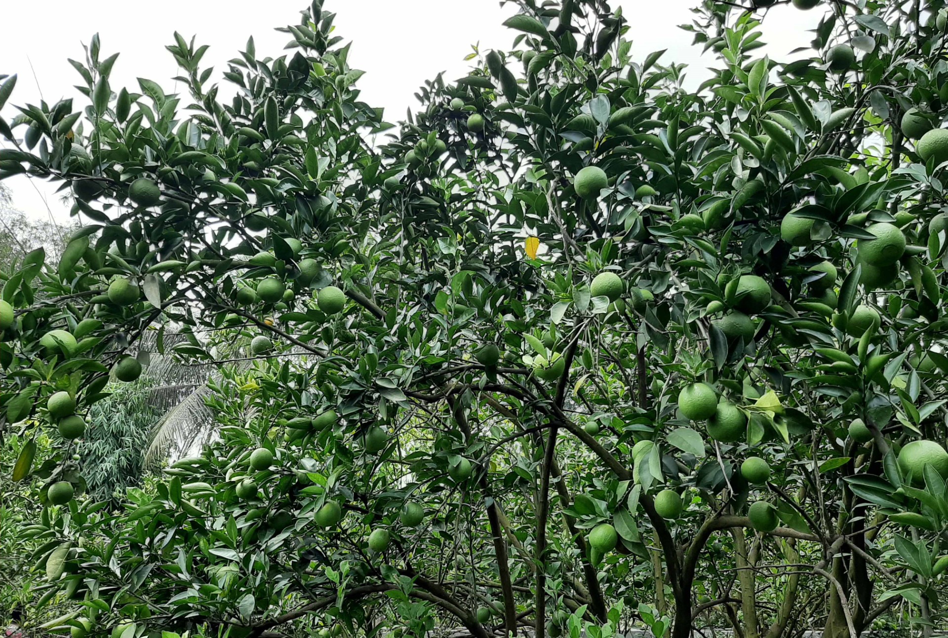 thumbnail_Khagrachari_Hill_Other_Photo_-_03