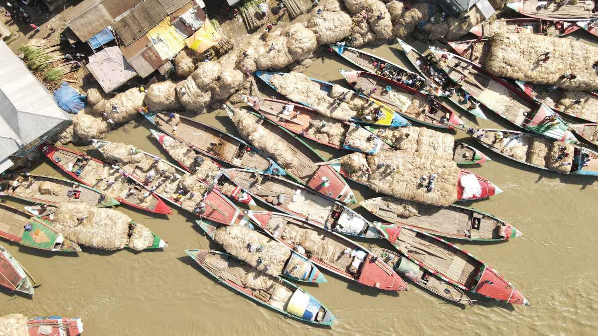 উৎপাদন খরচের অর্ধেক দাম পাটের, কৃষি অধিদফতর বলছে সিন্ডিকেট