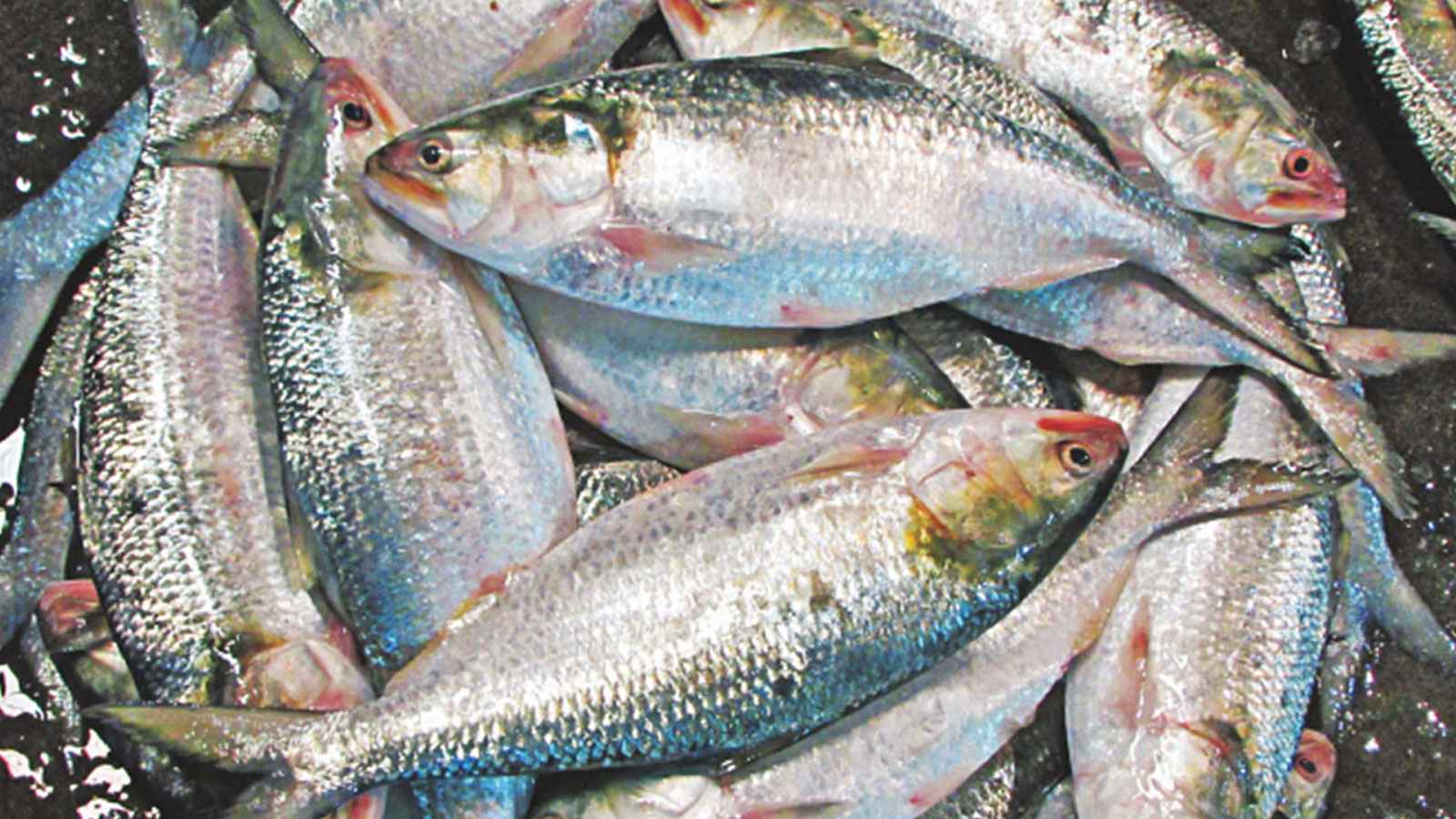 Hilsa Fish