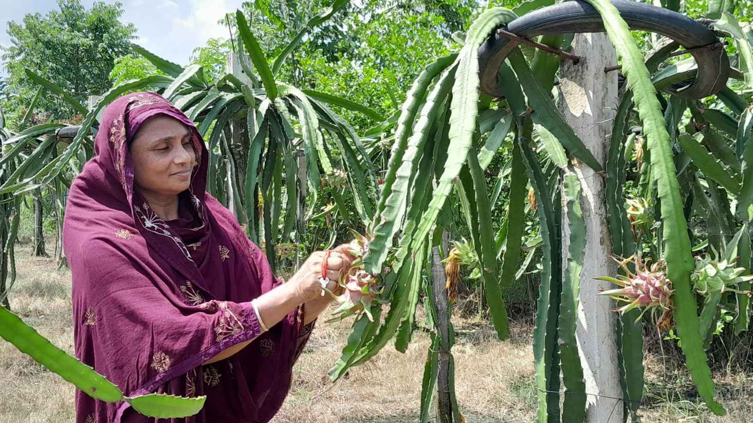 ড্রাগন চাষ করে লাখপতি মাগুরার দিলারা
