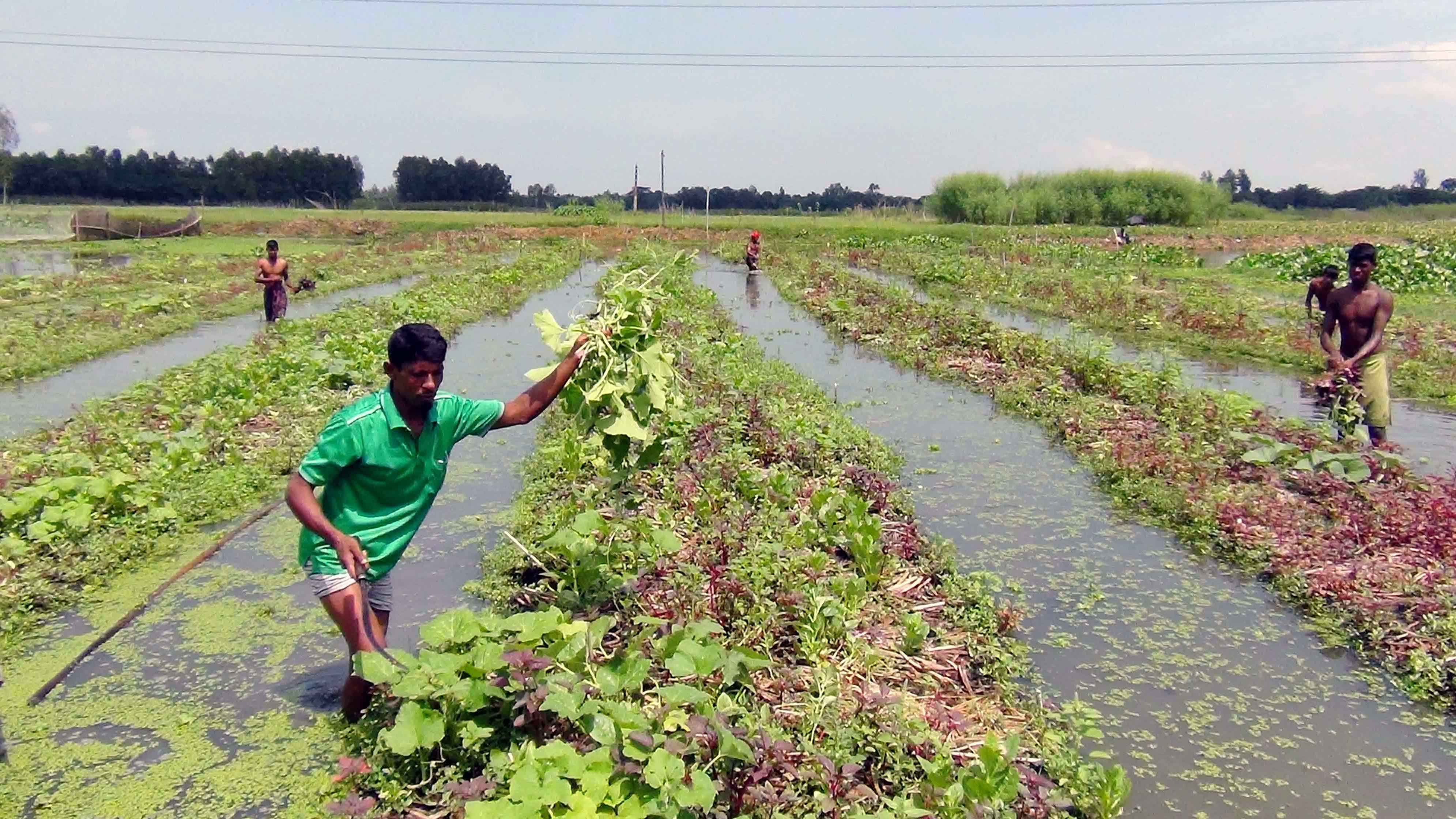 সেপ্টেম্বর মাসে যেসব সবজি চাষ করা যায়