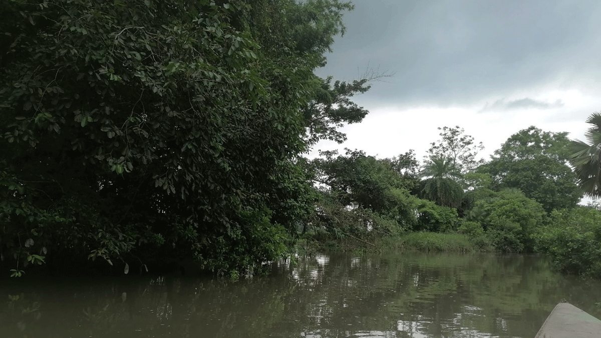 বগুড়ার ভদ্রাবতী নদী যেন এক টুকরো রাতারগুল