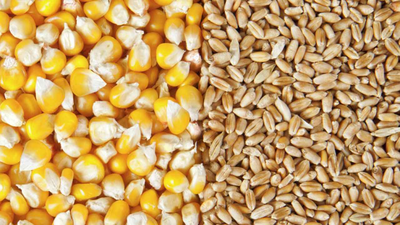 বিশ্বে খাদ্যের দাম ২ বছরের মধ্যে সবচেয়ে কম