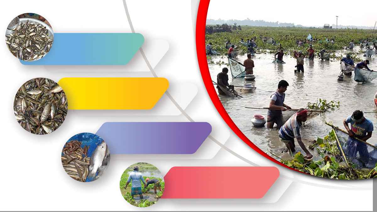 খাবারের পাত থেকে ‘উঠে যাচ্ছে’ দেশীয় মাছ