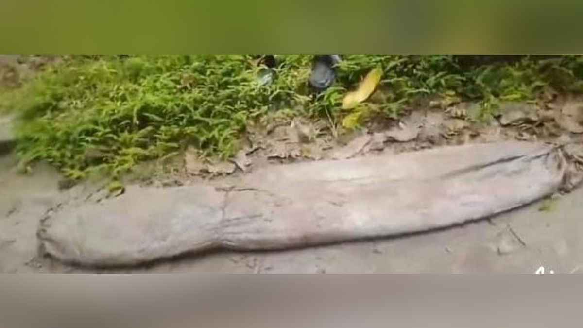 কবর দেওয়ার ২৮ বছর পর মিলল অক্ষত লাশ