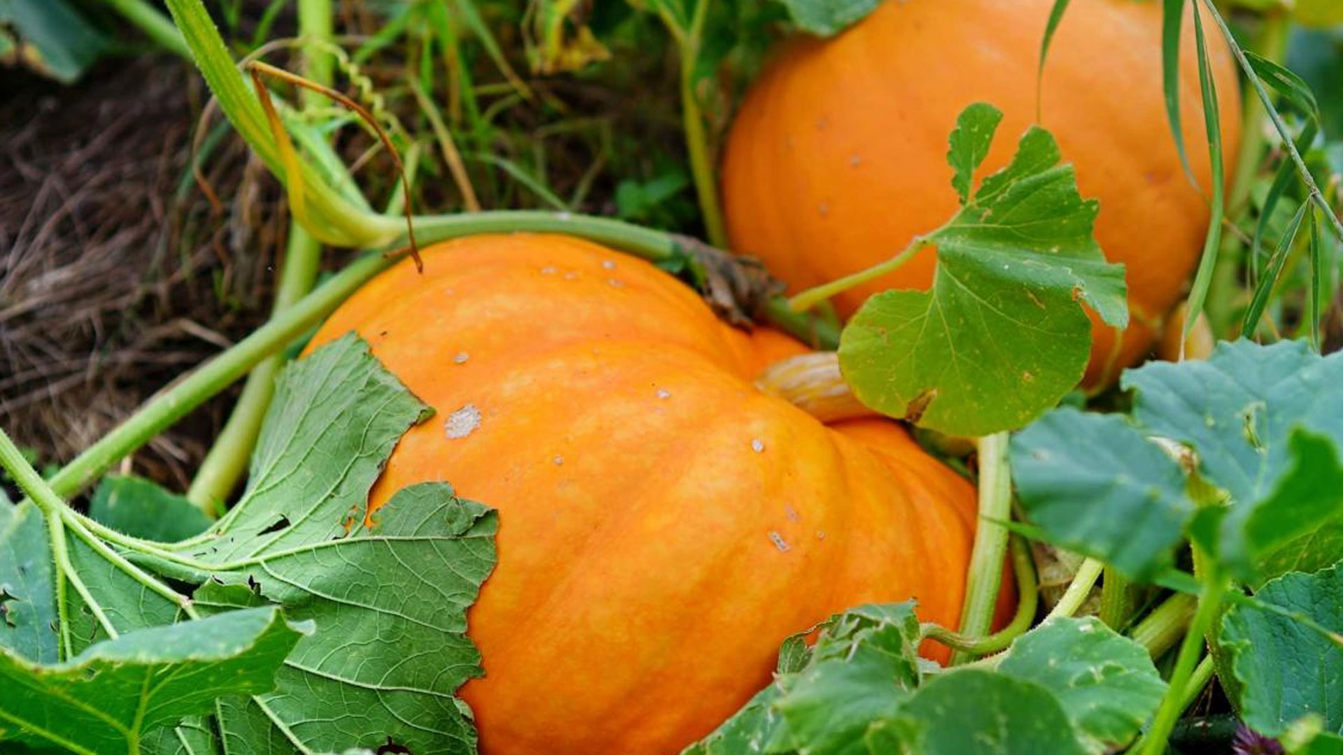 pumpkin3 pumpkin3