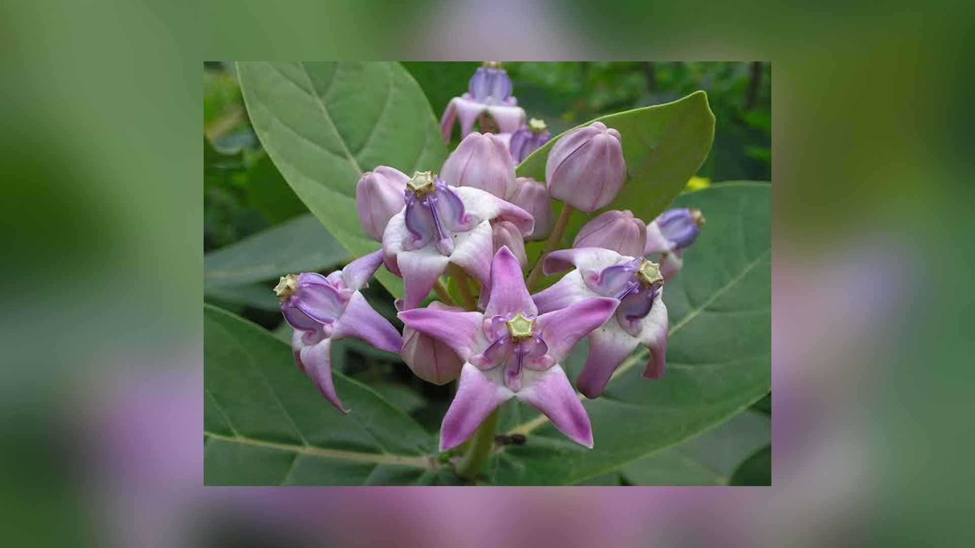 অবহেলিত এই ফুলের এত উপকারিতা!