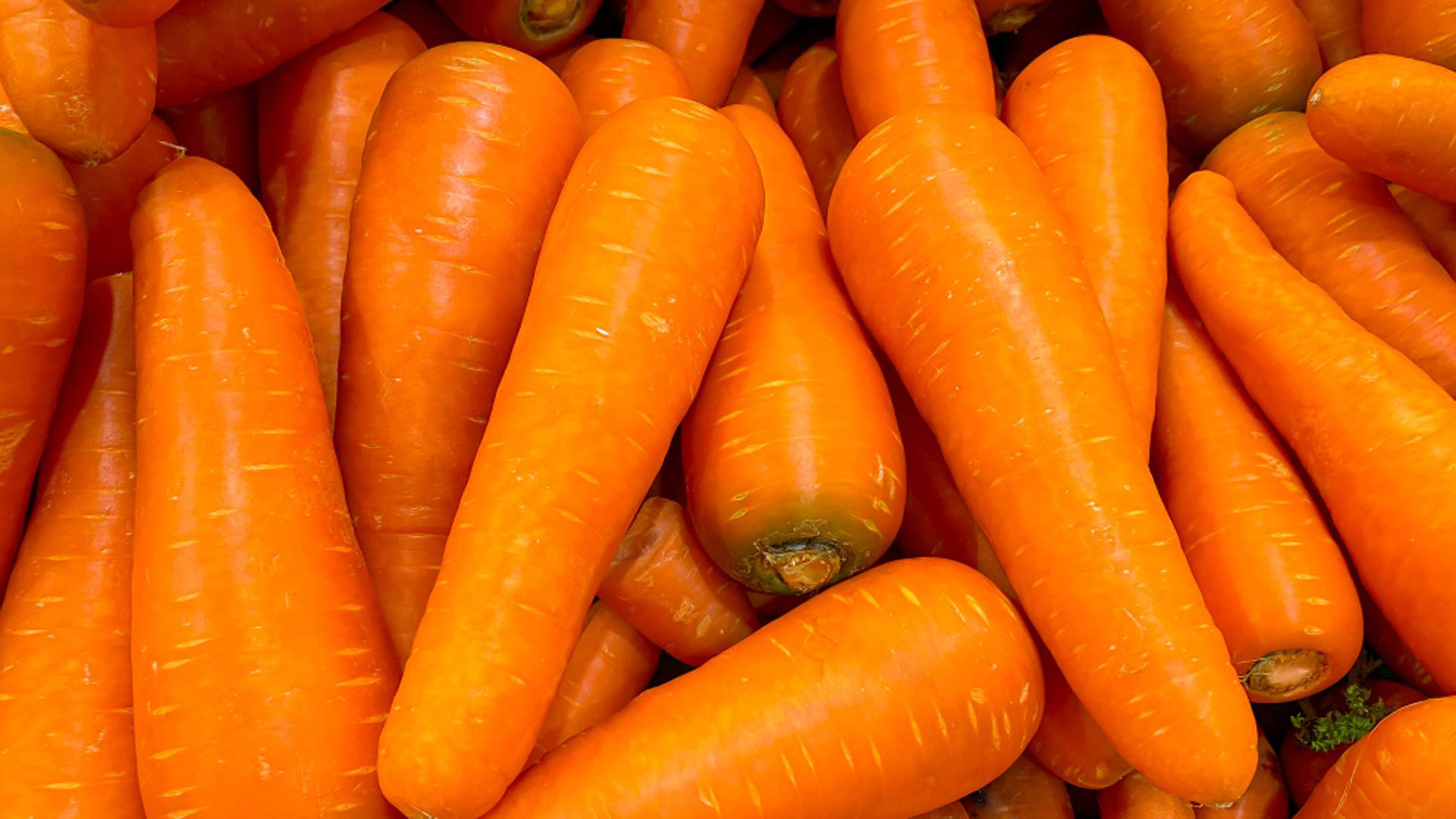 carrot6 carrot6