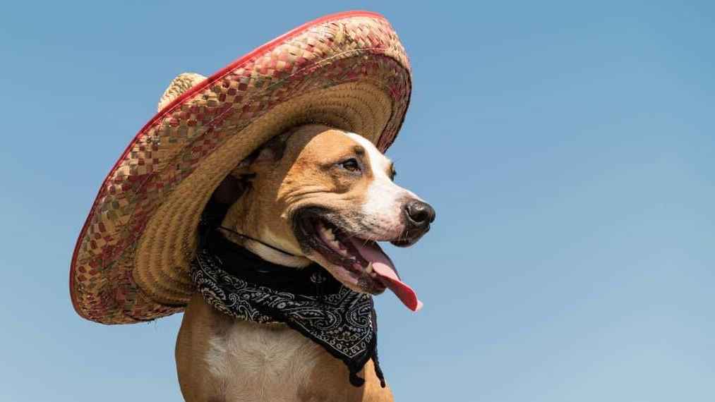 অবাক বিশ্ব