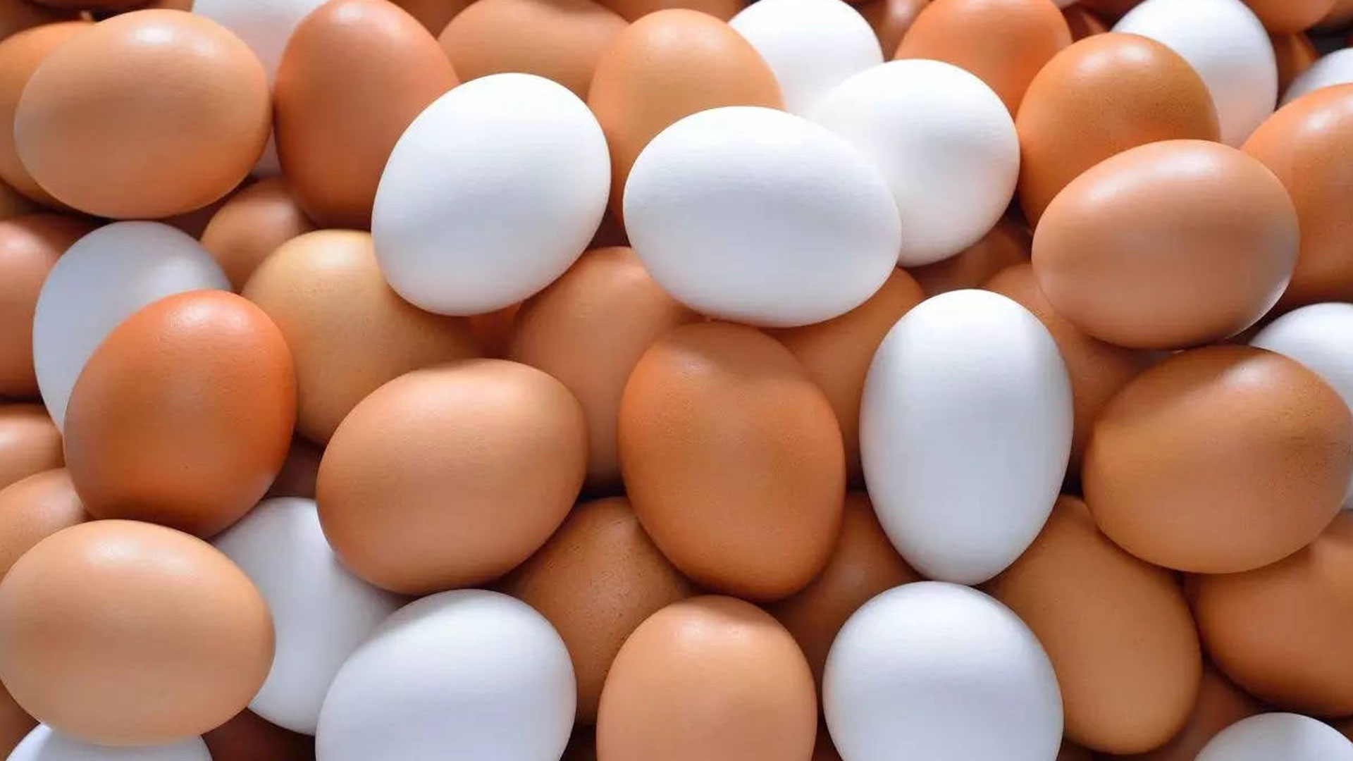egg3 egg3