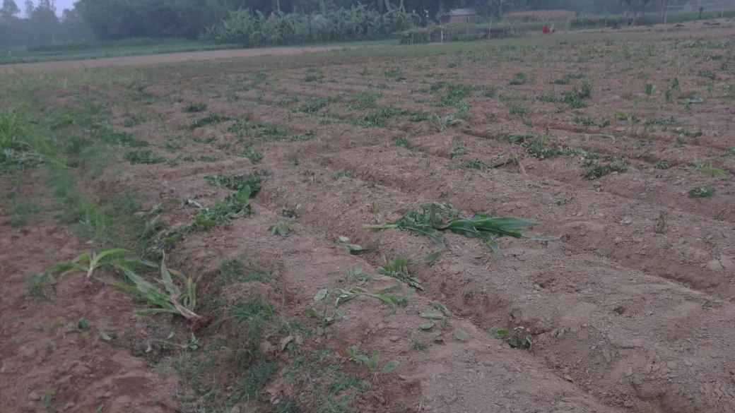 সাদুল্লাপুরে কৃষকের স্বপ্নের ফসল নষ্ট করল প্রতিপক্ষ