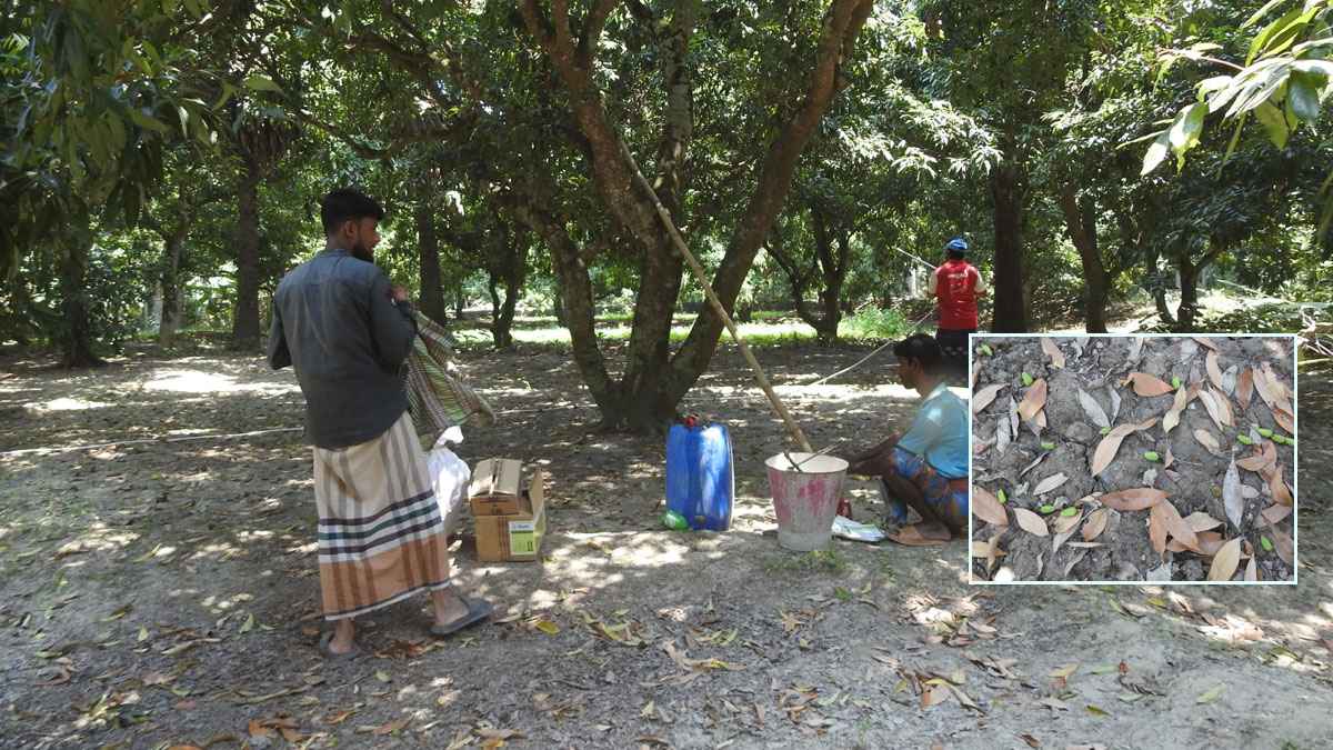 তাপপ্রবাহে মাগুরায় ঝরে পড়েছে লিচুর গুটি
