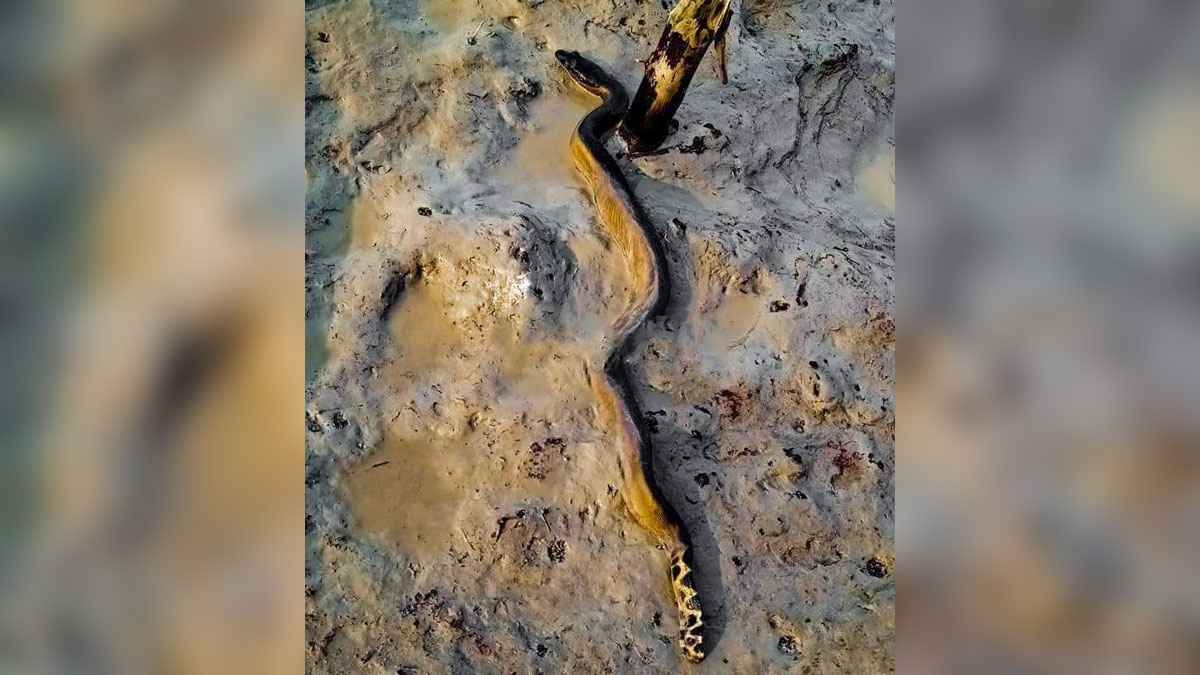 সৈকতে দেখা মিলল বিরল প্রজাতির সাপের