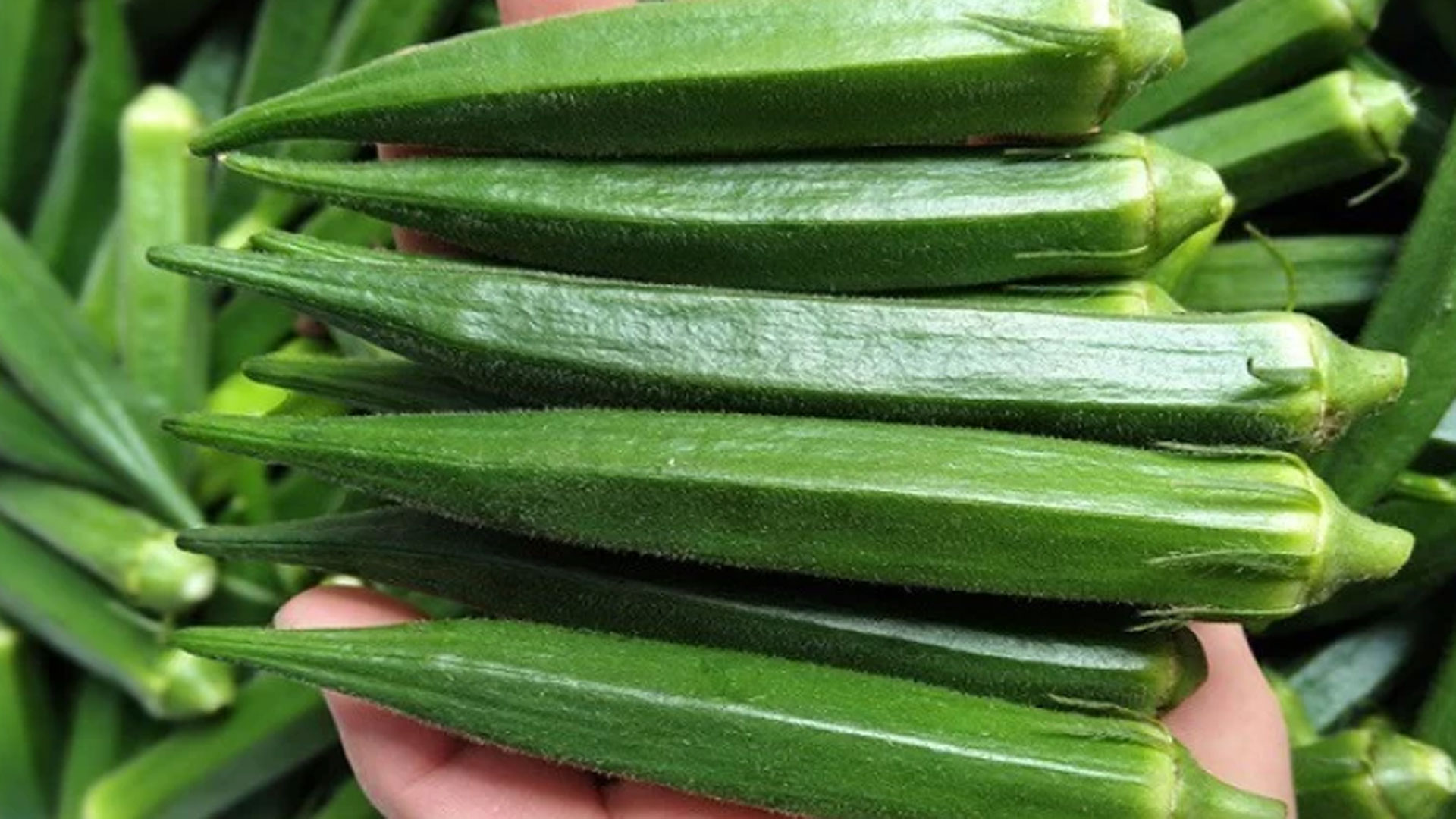 okra2