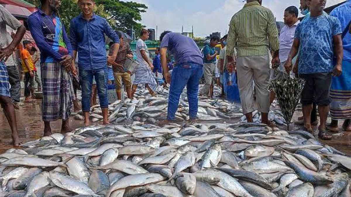 জেলের জালে এক টানে উঠল ১৩০ মণ ইলিশ