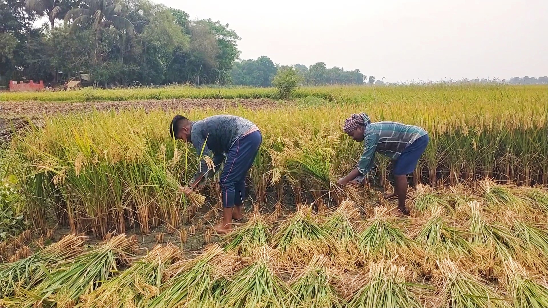 thumbnail_IMG_20240426_064649